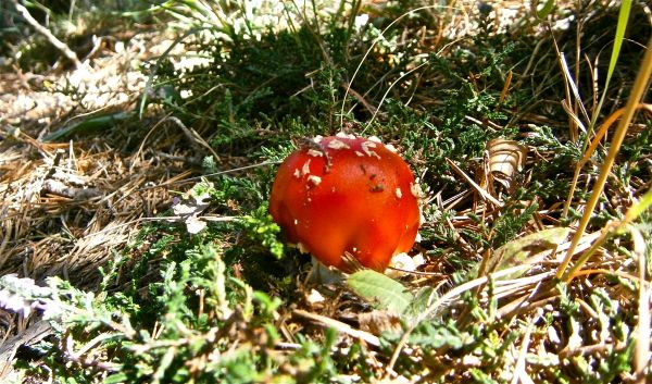 natur, Skov, græs, plante, blomst, fremstille