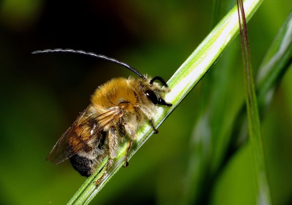 natur, fotografi, blomma, flyga, vilda djur och växter, gräs