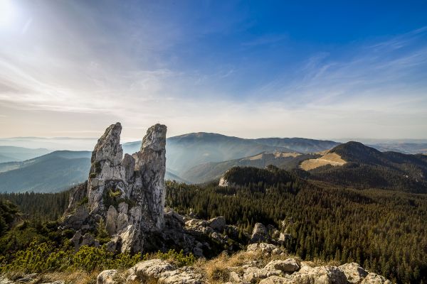 paisaje,árbol,bosque,rock,horizonte,césped