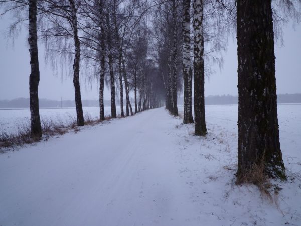 tre,skog,snø,vinter,kald,frost