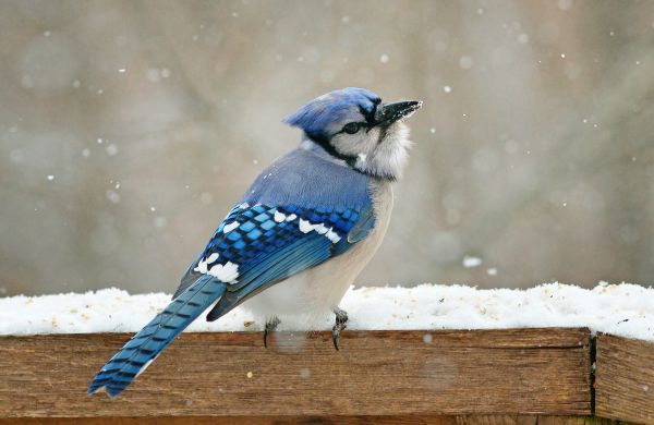 雪, 冬, 鳥, 翼, ブランチ, 紫の