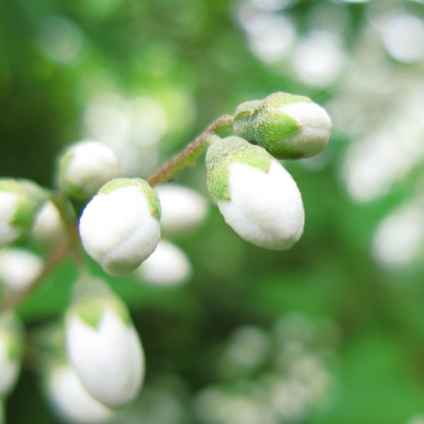 natuur, tak, bloesem, fabriek, wit, fruit