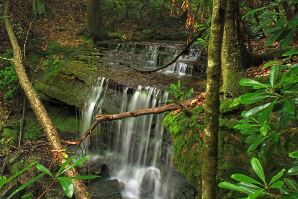 arbre, eau, la nature, forêt, cascade, ruisseau