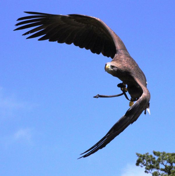 鳥,翼,空,飛行,野生動物,嘴