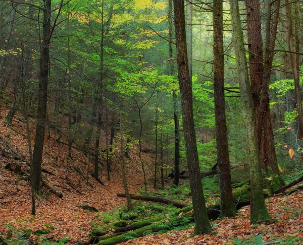 árbol, naturaleza, bosque, desierto, planta, excursionismo