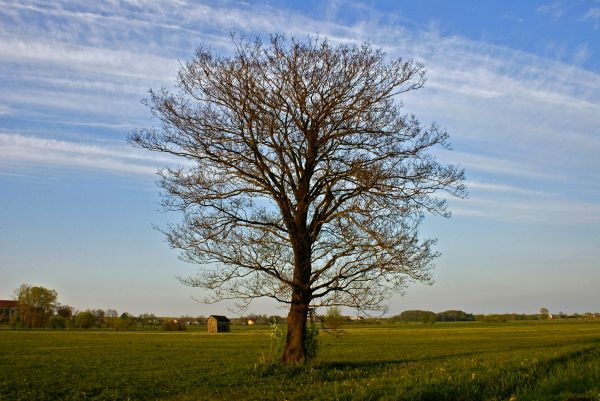 Landschaft, Baum, Natur, Gras, Horizont, Ast