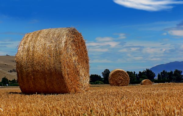 herbe, plante, foins, champ, ferme, blé