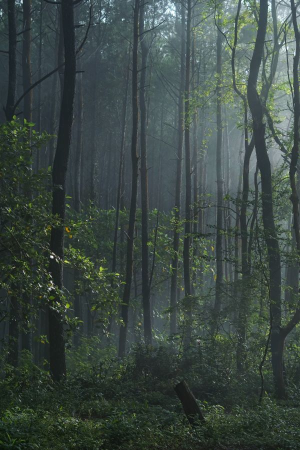 albero, natura, foresta, palude, ramo, natura selvaggia