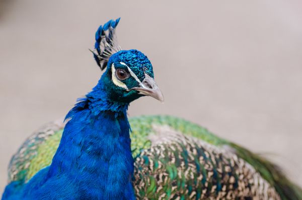 oiseau, aile, Bokeh, tomber, animal, mâle