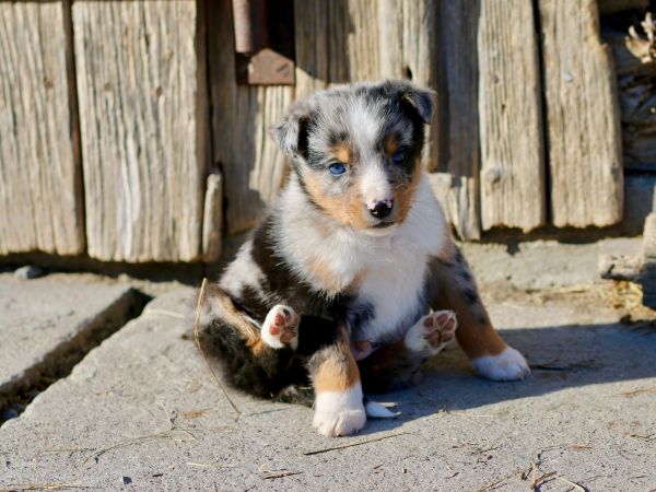 puppy,hond,zoogdier,blauw oog,gewerveld,hondenras