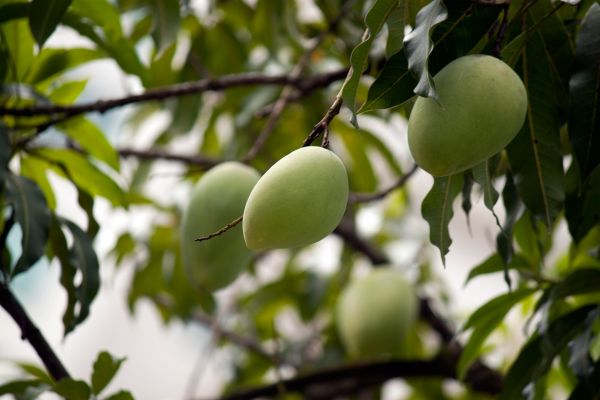 árbol,rama,planta,Fruta,hoja,flor