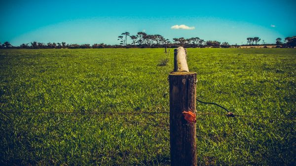 landscape, tree, nature, grass, horizon, light