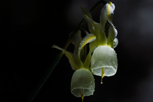 Natura, roślina, fotografia, liść, kwiat, płatek