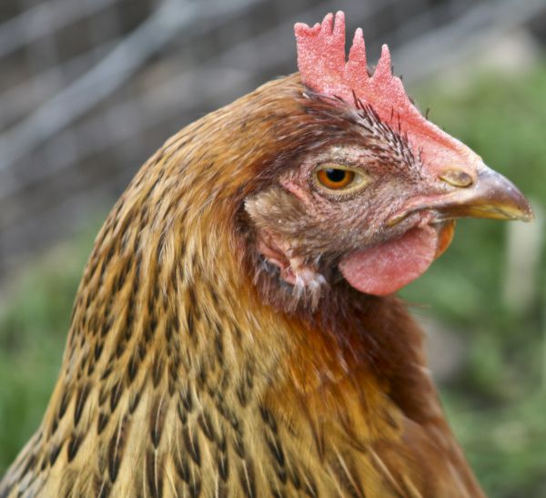 burung, tanah pertanian, paruh, ayam, unggas, fauna