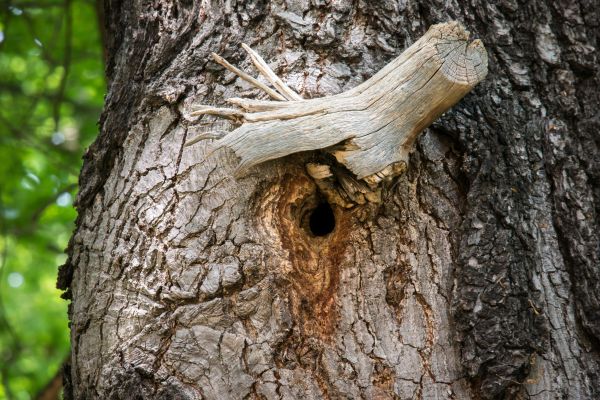 arbre, la nature, branche, plante, bois, feuille