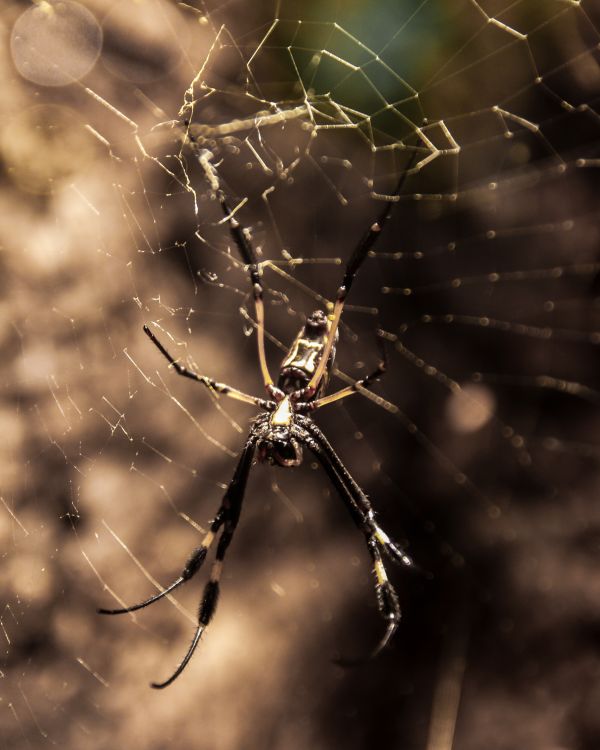 alam, dekat, fauna, bahan, invertebrata, fotografi