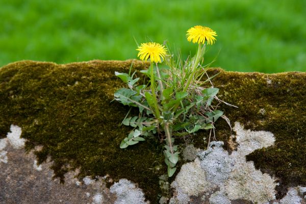 natur, klippe, blomst, plante, græsplæne, mælkebøtte