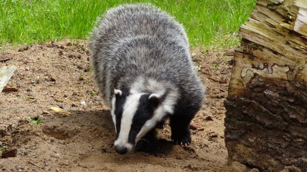 skog,djur-,vilda djur och växter,Zoo,däggdjur,fauna