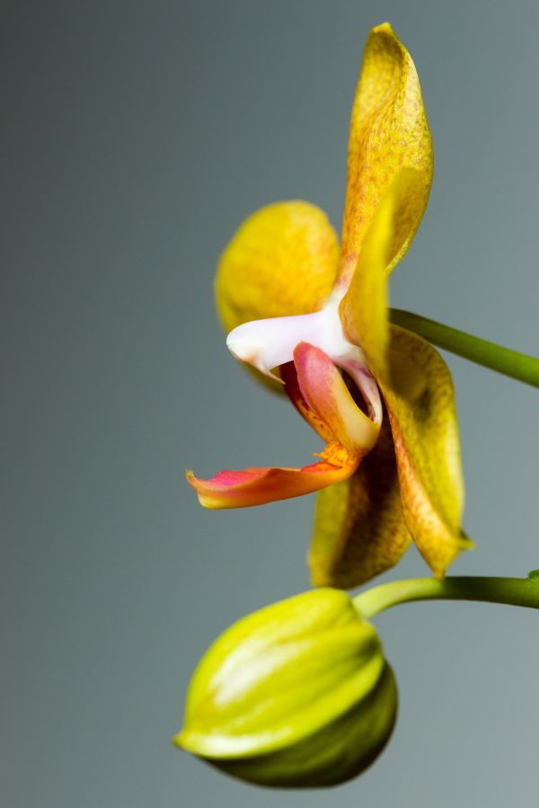 flor, planta, fotografía, hoja, flor, pétalo