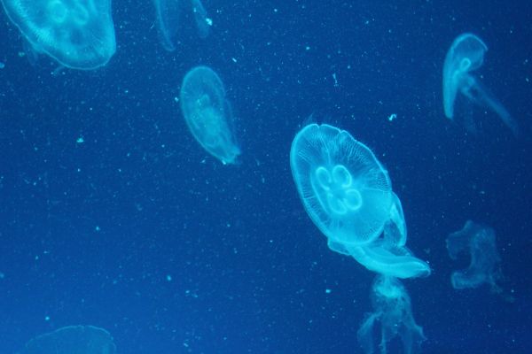 vedenalainen,biologia,meduusa,selkärangaton,meren elämää,Cnidaria