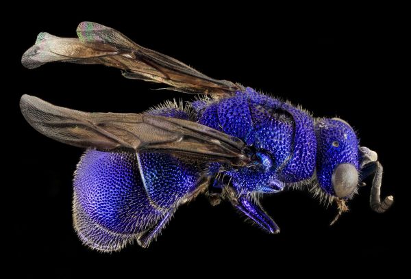 nature, wing, flower, profile, honey, wildlife