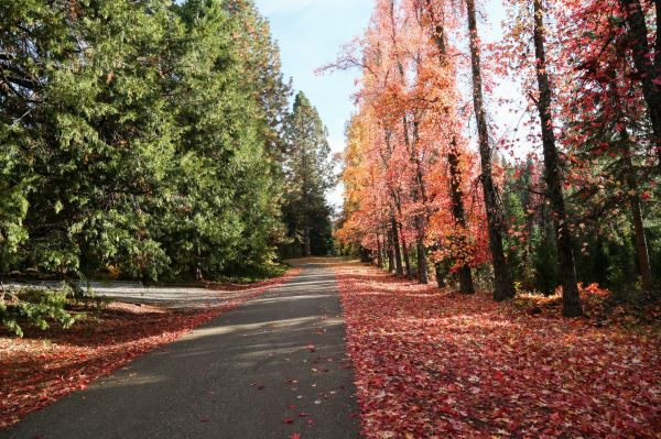 ağaç, doğa, orman, dış mekan, bitki, yol