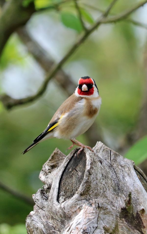 la nature,branche,oiseau,faune,le bec,coloré