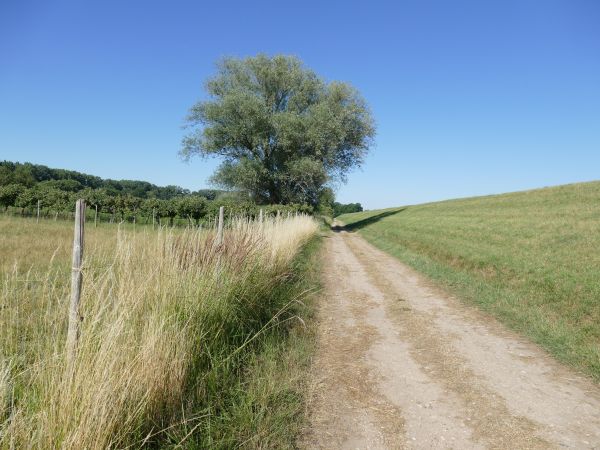 landskap, träd, natur, gräs, Berg, himmel