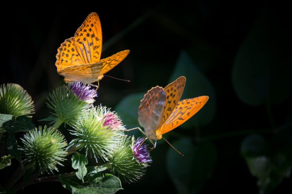 natură,fotografie,frunze,floare,petală,portocale