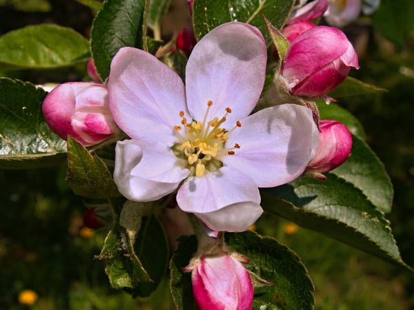 tre,blomstre,anlegg,blomst,petal,rose