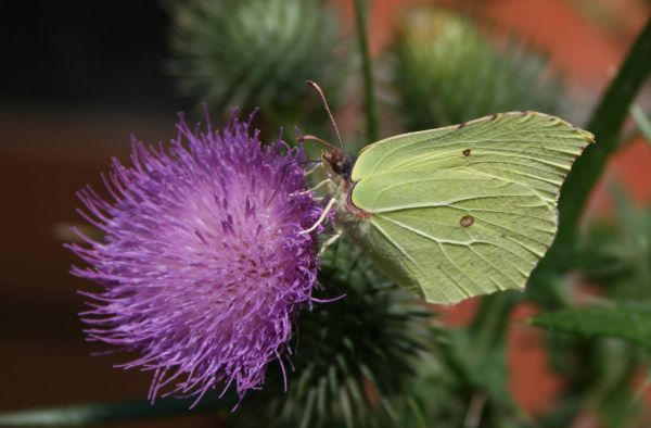 natur,blomstre,vinge,anlegg,hvit,fotografering