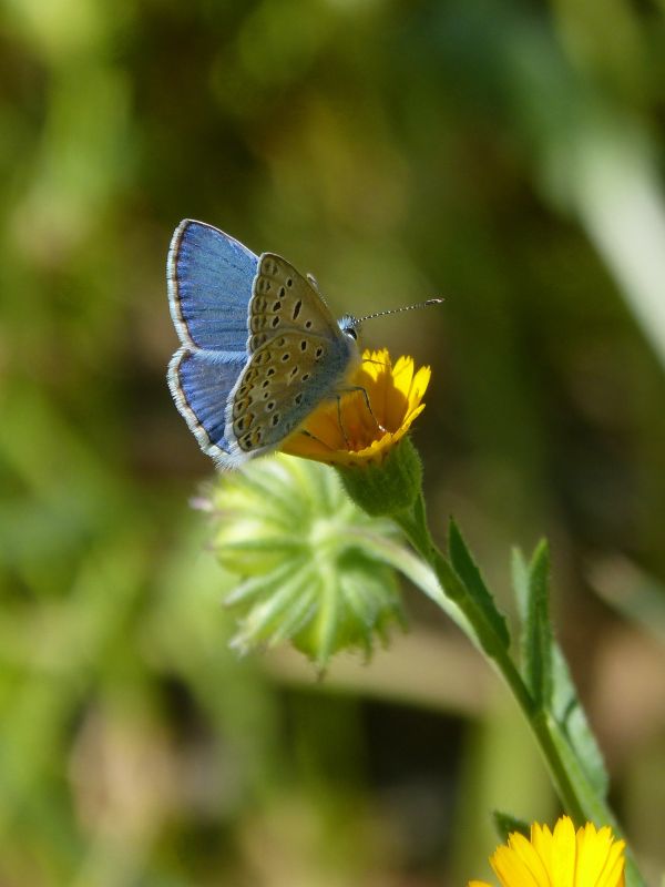 Natura, roślina, łąka, liść, kwiat, fotografia