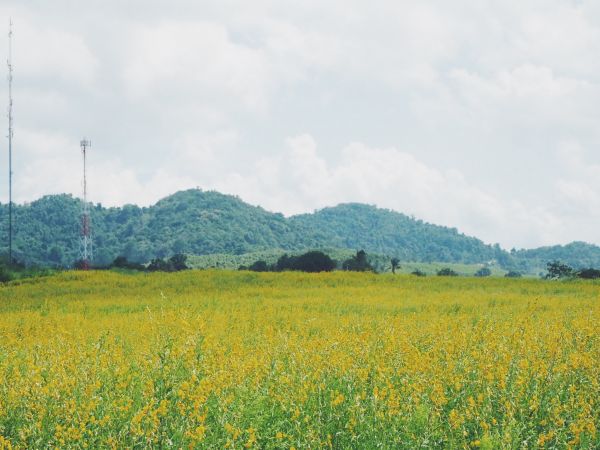 landscape, grass, horizon, plant, field, meadow