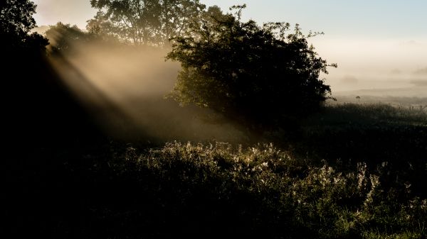 tree, nature, forest, grass, horizon, light