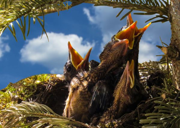 木,鳥,翼,花,男の子,野生動物