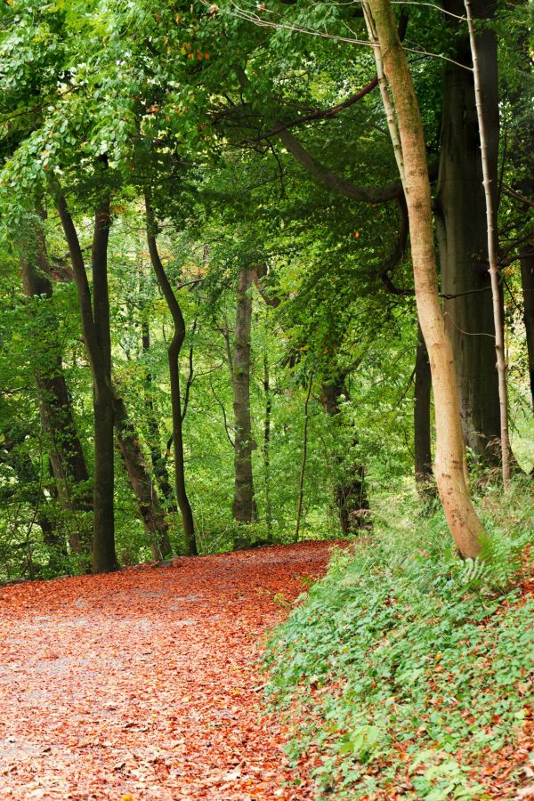 árvore, natureza, floresta, caminho, Caminho, grama