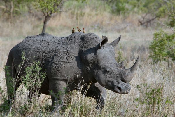 pássaro,animal,animais selvagens,selvagem,Pastoreio,África