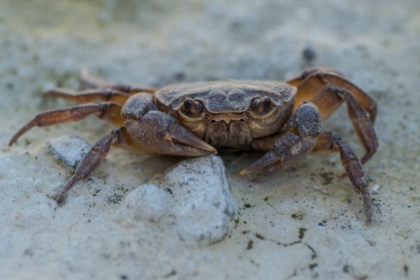 hewan, makanan, makanan laut, fauna, Kepiting, invertebrata