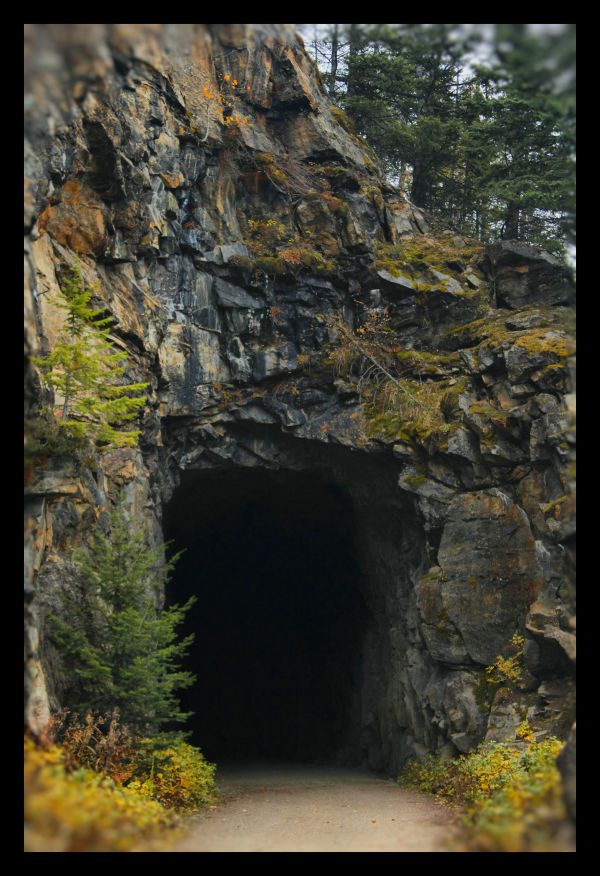 sten,träd,natur,tunnel,bildning,klippa