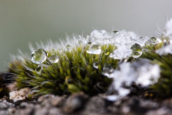 木,自然,草,ブランチ,雪,コールド