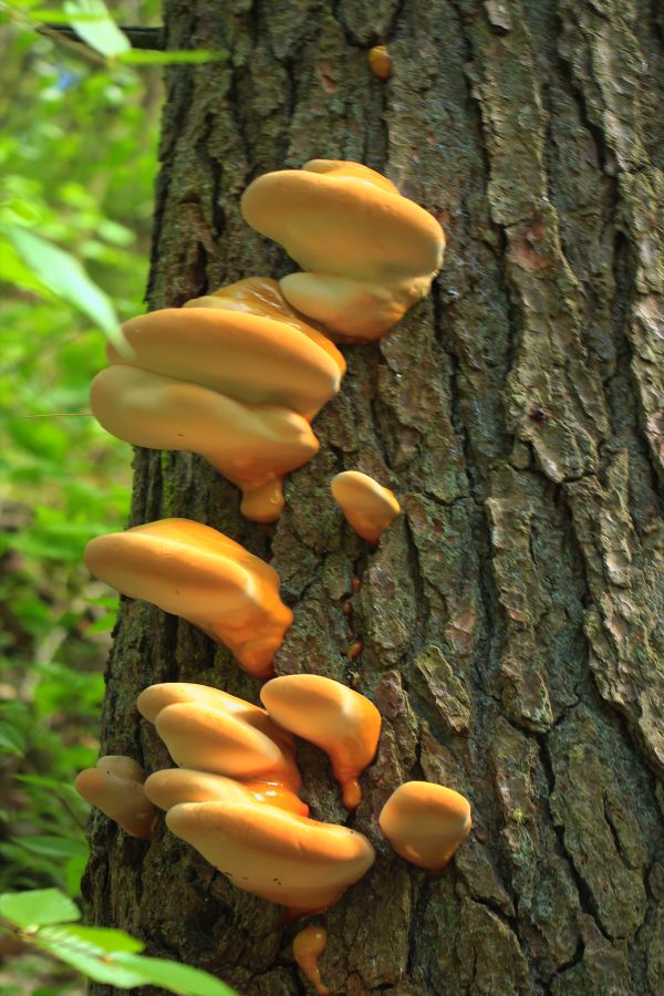 la nature, forêt, tronc, randonnée, écorce, printemps