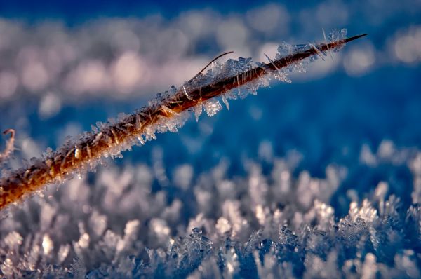 acqua,natura,erba,ramo,la neve,freddo