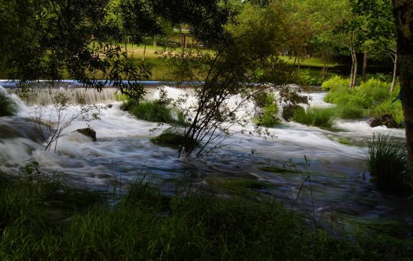 peisaj, copac, apă, natură, pădure, pârâu