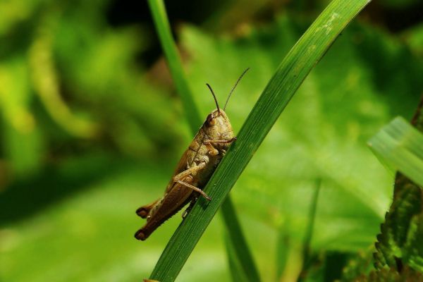 natuur,foto,macro,wildlife,groen,insect