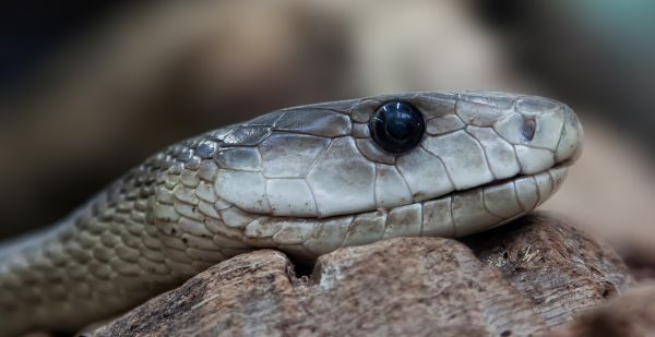 natur,djur-,torr,vilda djur och växter,gåva,makro