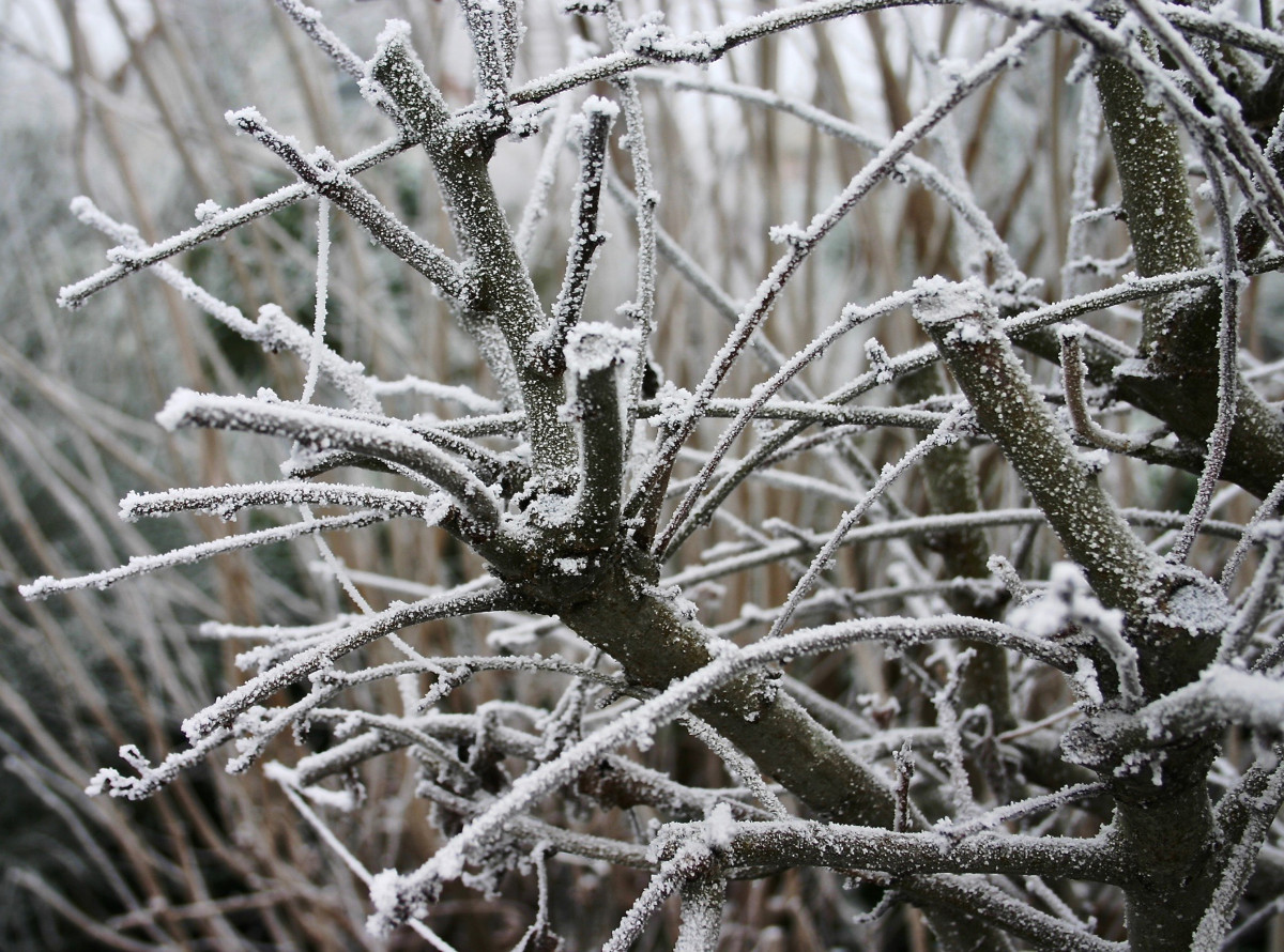 strom, Příroda, větev, sníh, Studený, zima, rostlina, mráz, led, počasí, zamrzlý, sezóna, větvička, jinovatka, zmrazení, eiskristalle, krystaly