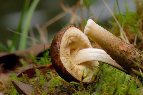 natur, anlegg, blad, blomst, skog, produsere