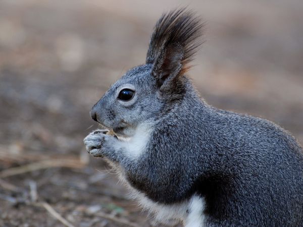 Natur,Tier,niedlich,Tierwelt,Säugetier,Makro