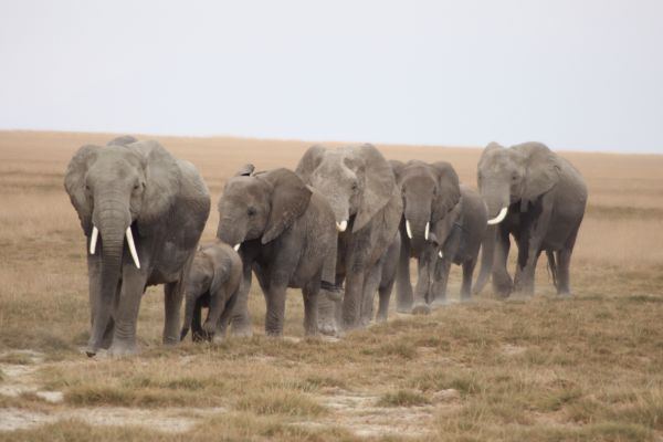 aventure,faune,troupeau,mammifère,faune,savane