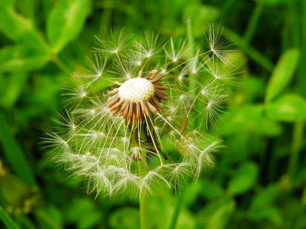 alam,rumput,menanam,fotografi,padang rumput,Dandelion